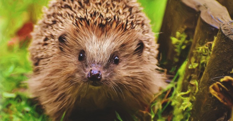 Ariciul – Sfătuitorul lui Dumnezeu. Este un semn bun dacă o familie de arici se stabilește pe lângă casa ta